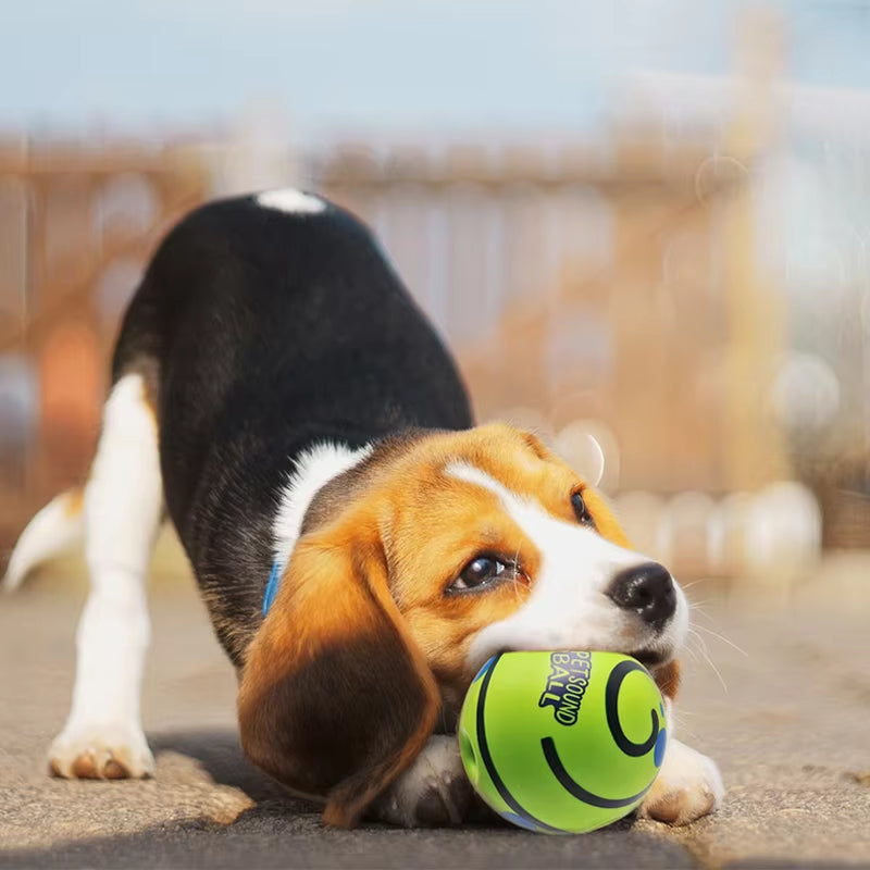 Cachorro beagle jugando con la pelota interactiva Wobble Wag Giggle de Bayaiba